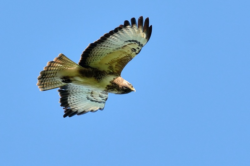 Buizerd